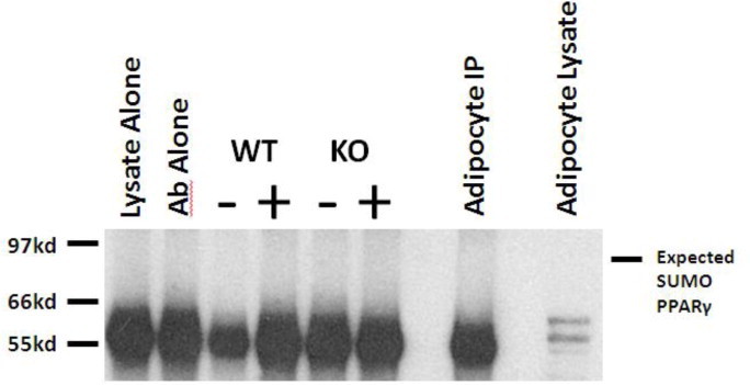 Supplementary Fig. 1