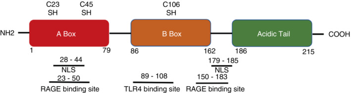 FIGURE 1