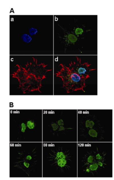 Fig. 4