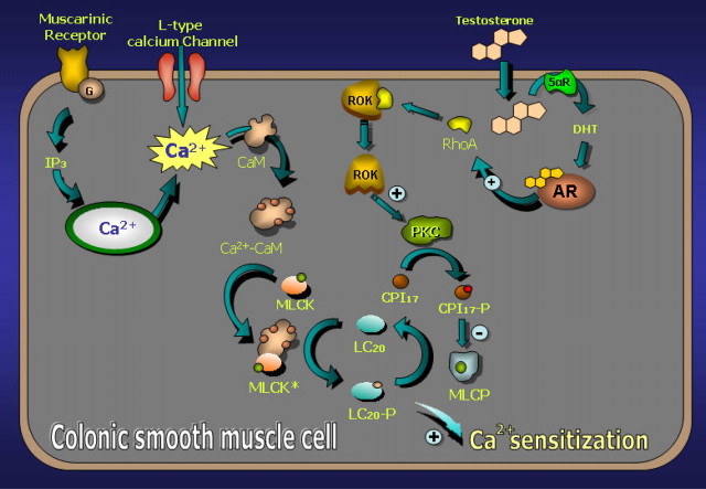 Fig. 12.