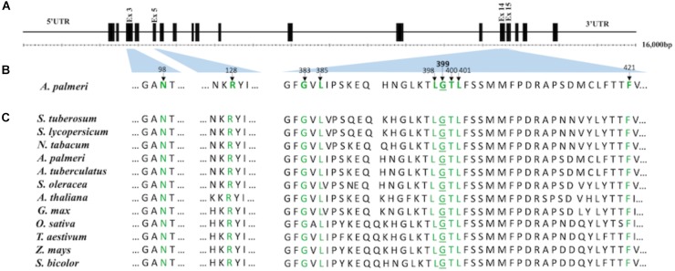 FIGURE 1