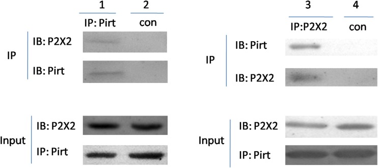 Fig. 11