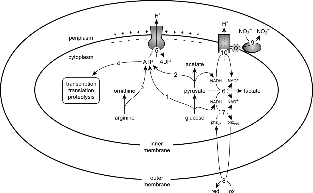 Figure 7