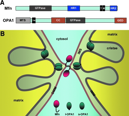 FIG. 4.