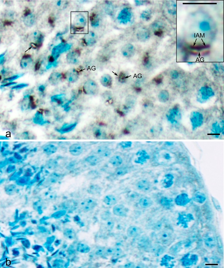 Fig. 5