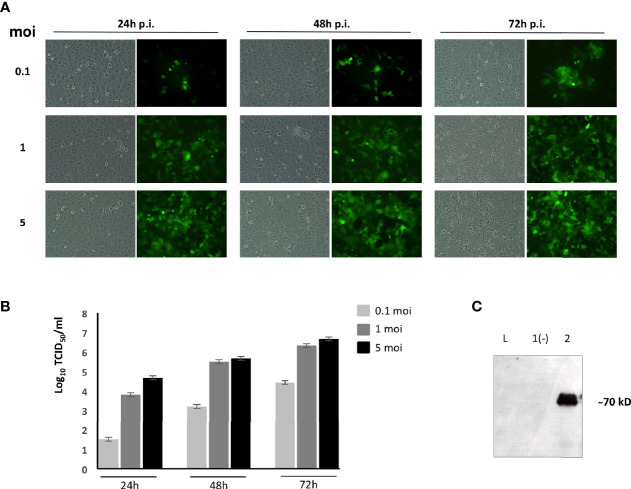 Figure 1