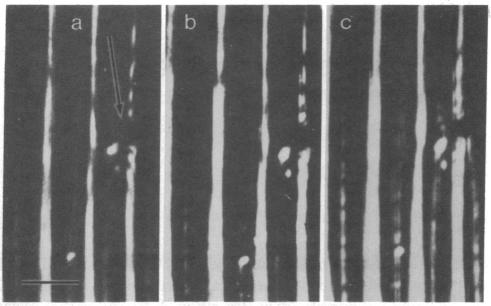 graphic file with name pnas00667-0363-a.jpg