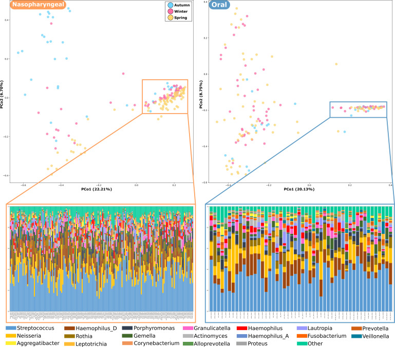 Scatterplot and bar chart depict seasonal genus distribution across oral and nasopharyngeal samples. Clustering and taxonomic variability differ by site, with Streptococcus and Proteus contributing to observed seasonal divergence.