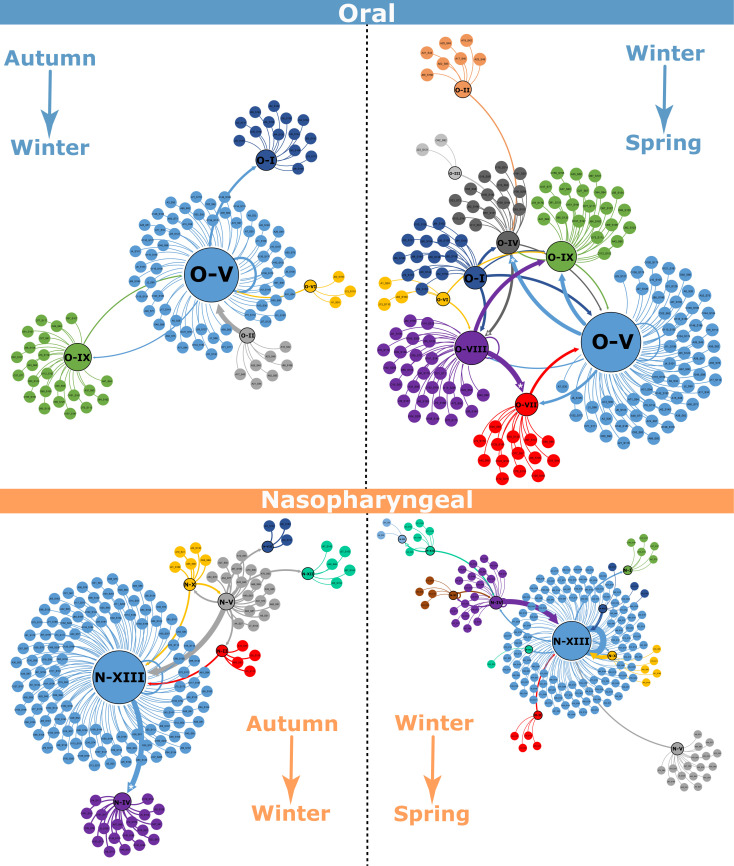 Network diagram depicts oral and nasopharyngeal microbial cluster transitions across seasons. Major transitions originate from central clusters O-V and N-XIII with directional shifts to various peripheral clusters. Arrows indicate seasonal progression.