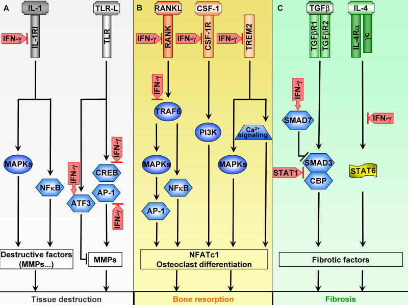 Cross-regulation of Signaling and Immune Responses by IFN-γ and STAT1 - PMC