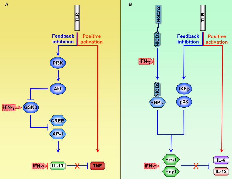 Cross-regulation of Signaling and Immune Responses by IFN-γ and STAT1 - PMC