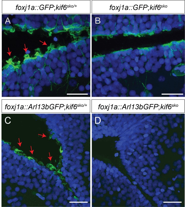 Fig 6