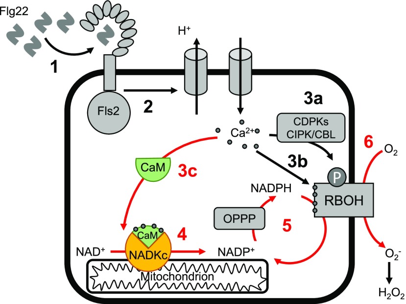 Figure 4.