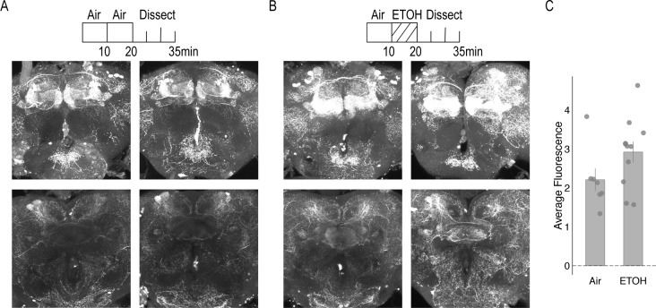 Figure 1—figure supplement 2.