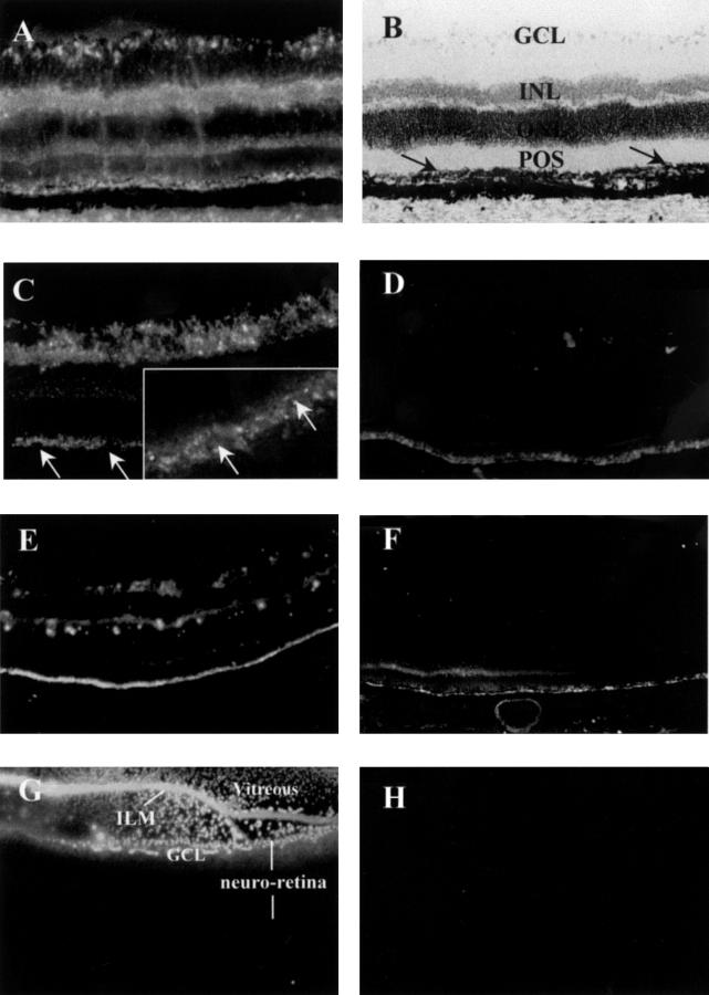 Figure 1  