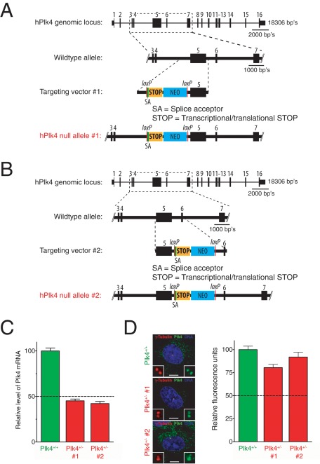 FIGURE 1: