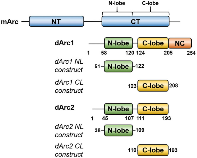 Fig 1