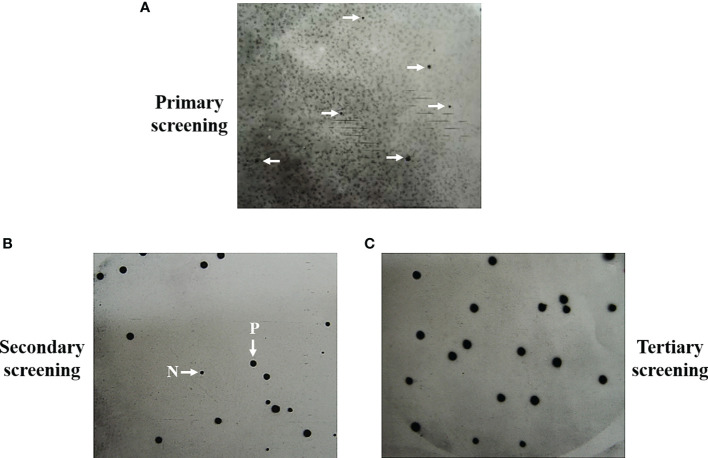 Figure 1