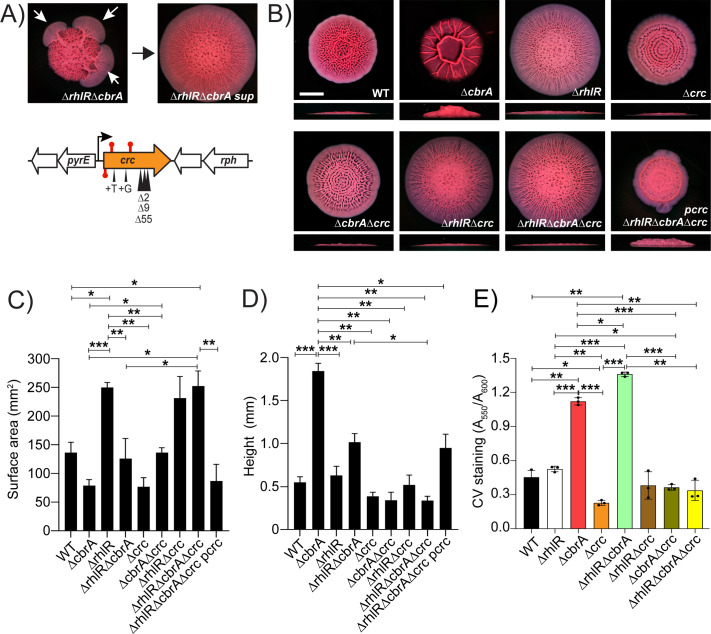 Biofilm formation in various strains includes WT, ΔcbrA, ΔrhlR, Δcrc, and complemented strains. Diagram of genetic modification. Bar graphs compare surface area, height, and crystal violet staining (CV staining) of biofilms.