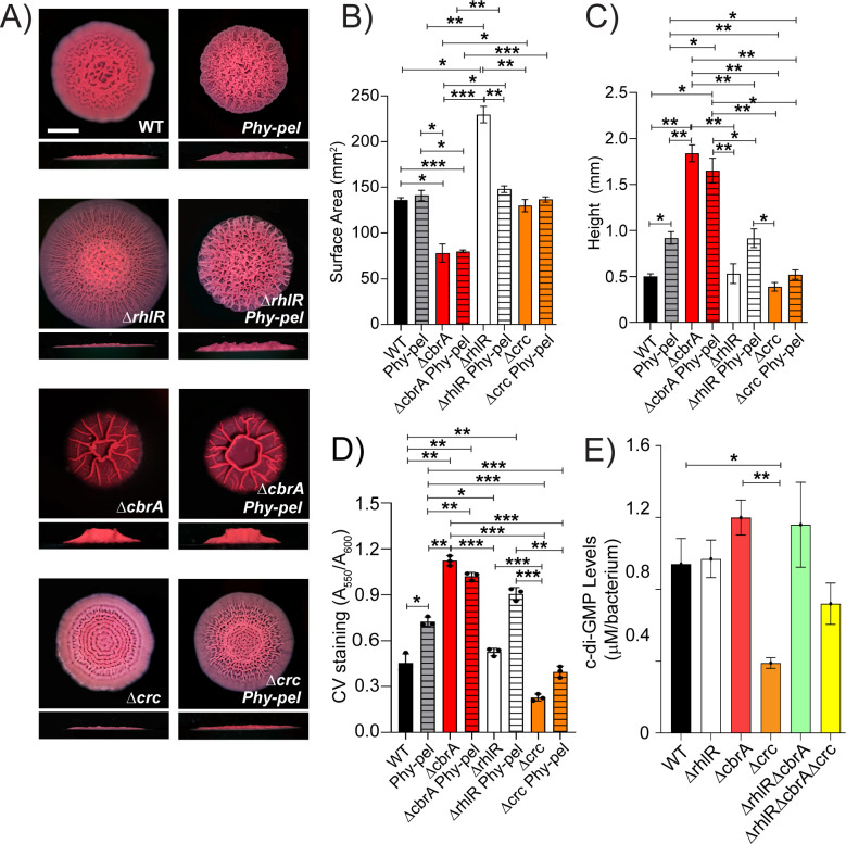 Images of biofilm formation in WT, ΔrhlR, ΔcbrA, and Δcrc strains with and without Phy-peI treatment. Bar graphs compare biofilm surface area, height, crystal violet staining, and c-di-GMP levels across different strains and treatments.