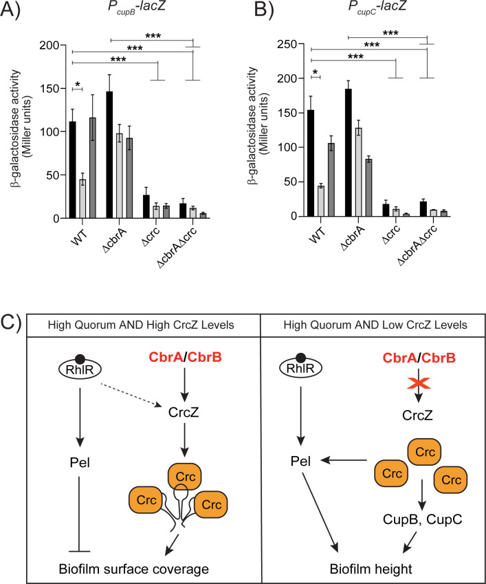 Bar graphs of β-galactosidase activity for PcupB-lacZ and PcupC-lacZ in different strains, including WT, ΔcbrA, Δcrc, and ΔcbrAΔcrc. Diagram of pathways showing the effect of high quorum and varying CrcZ levels on biofilm surface coverage and height.