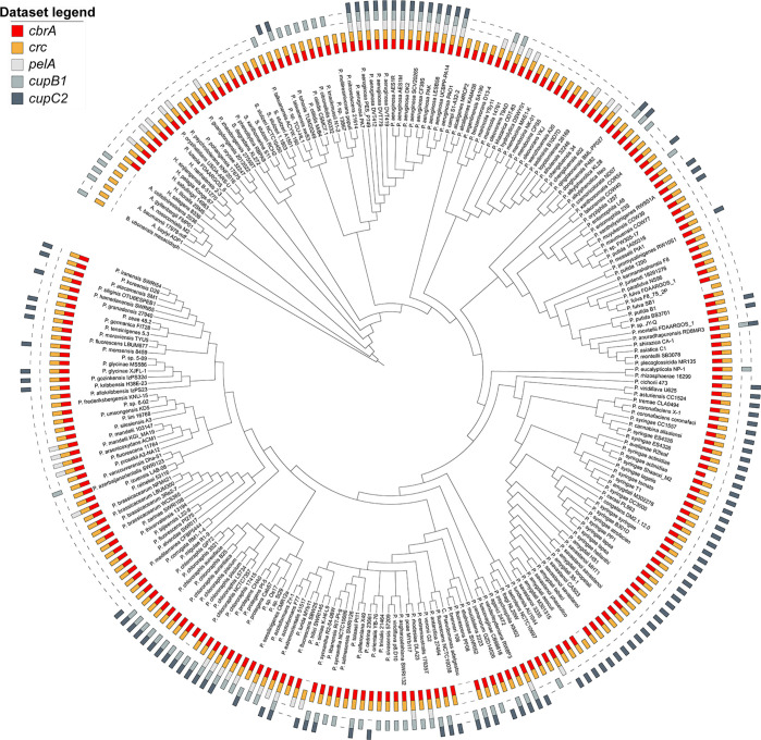 Circular phylogenetic tree diagram with a colour-coded legend indicating datasets for cdrA, Crc, PelA, CupB1, and CupC2. Labels for various genes are arranged around the perimeter of the circle.