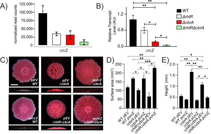 Bar graphs of normalized read counts and relative transcript levels for crcZ in different strains. Images of biofilm formation in strains and treatments. Bar graphs compare biofilm surface area and height across different strains and treatments.