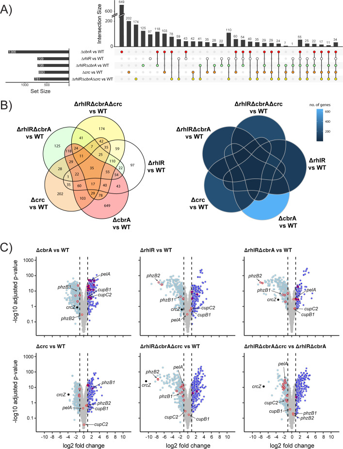 Bar graph of intersection sizes for gene sets across various strains compared to WT. Venn diagrams of shared and unique genes in different strains versus WT. Scatterplots of log2 fold change versus minus log10 adjusted P value compared to WT.