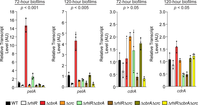 Bar graphs of relative transcript levels for pelA and cdrA in 72-hour and 120-hour biofilms across different strains: WT, ΔrhlR, ΔcbrA, Δcrc, ΔrhlRΔcbrA, ΔrhlRΔcrc, ΔcbrAΔcrc, and ΔrhlRΔcbrAΔcrc.