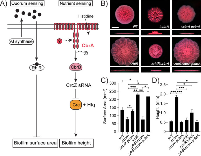 Diagram of pathways affecting biofilm surface area and height. Images of biofilm formation in various strains. Bar graphs compare biofilm surface area and height across different strains.