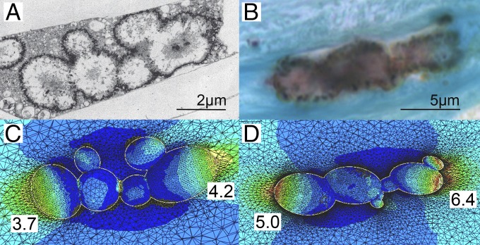 Fig. 4.