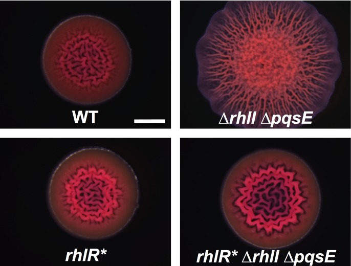 Fig 4