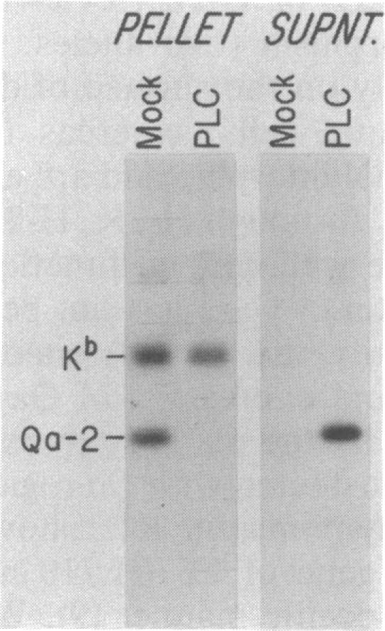 graphic file with name pnas00254-0287-a.jpg