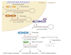 [Table/Fig-2]: