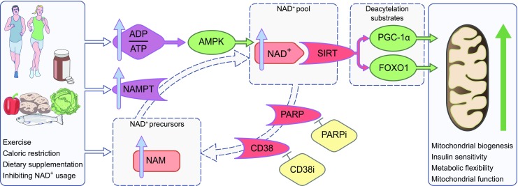 Fig. 2