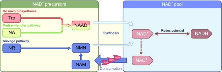 Fig. 1