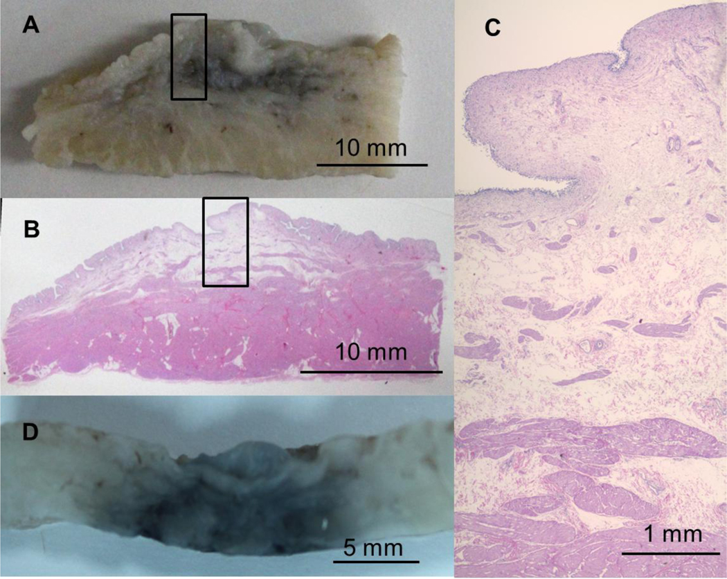 Figure 4: