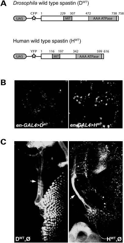 Figure 1.