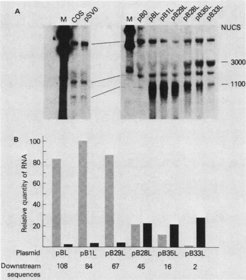 graphic file with name molcellb00106-0229-b.jpg