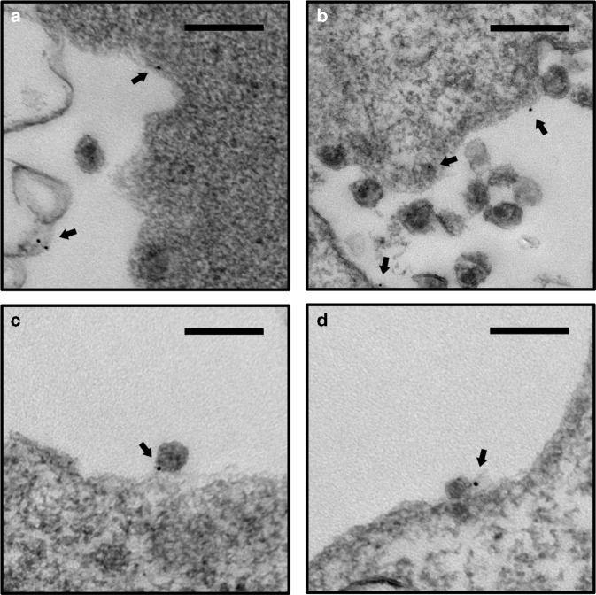 Fig. 8