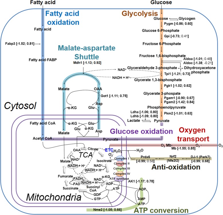 Fig. 6