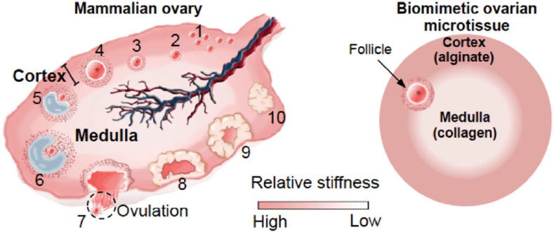 Fig. 9