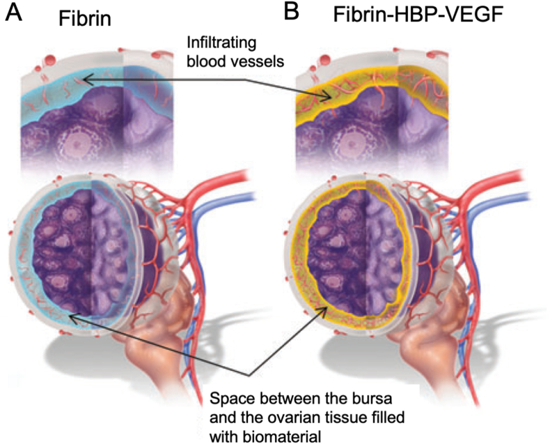 Fig. 11