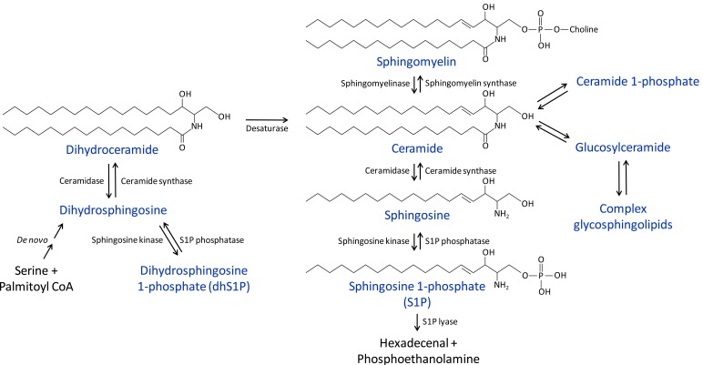 Fig. (1)