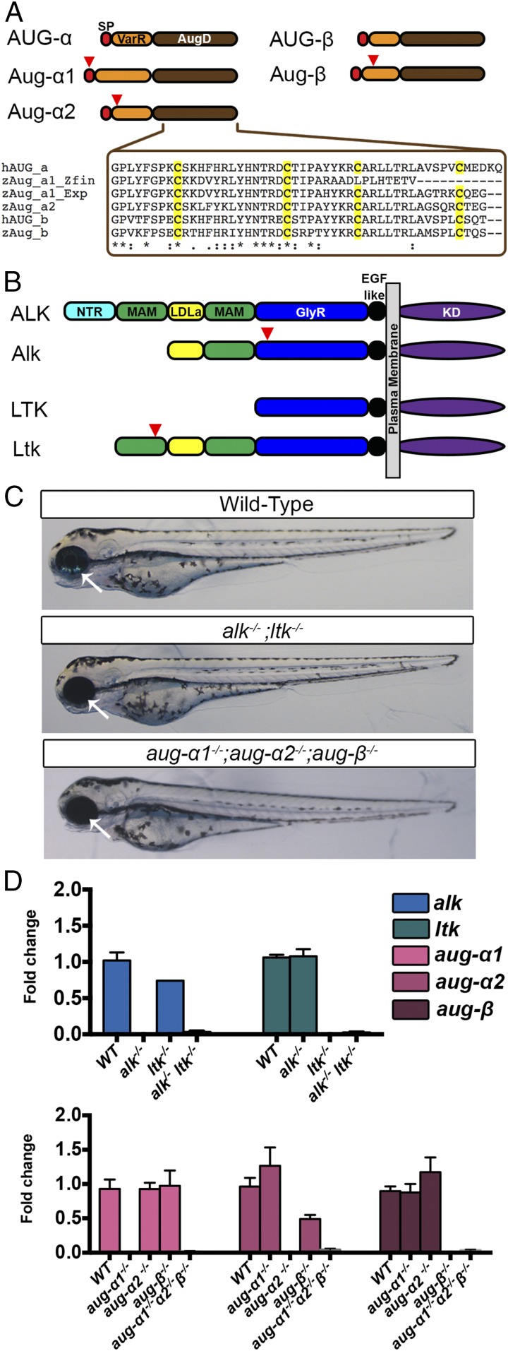 Fig. 1.