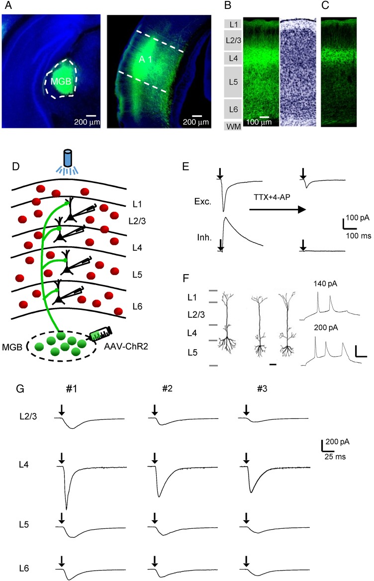 Figure 1.