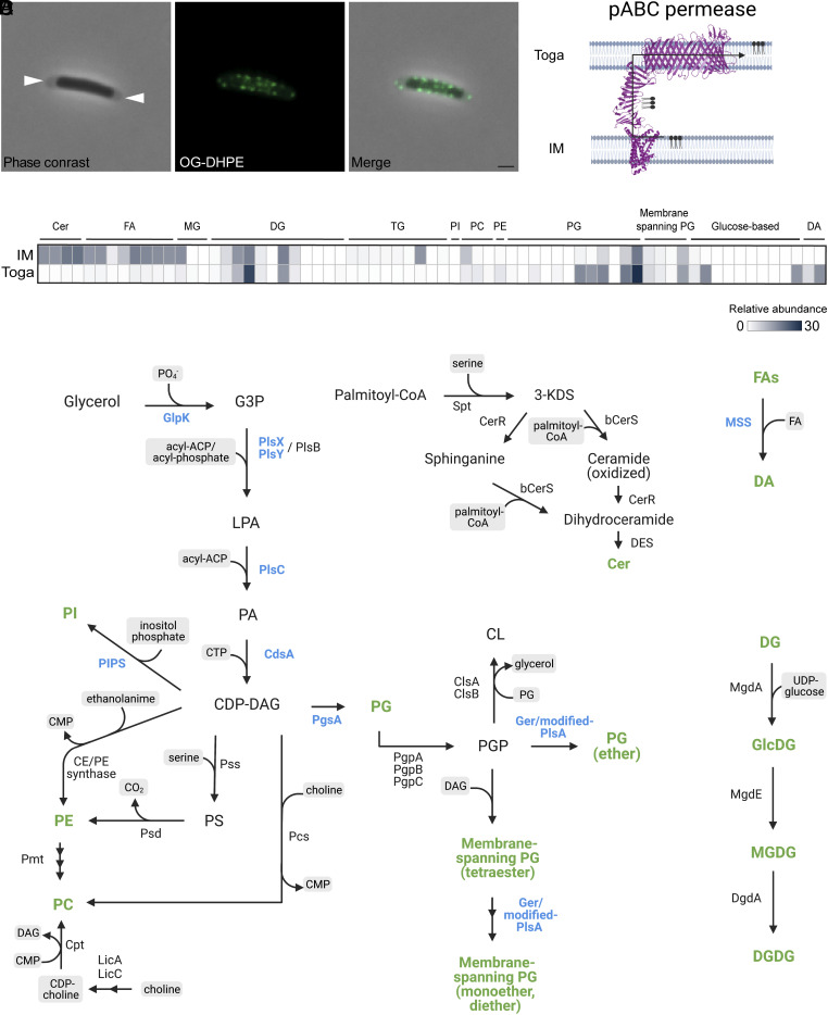 Fig. 2.