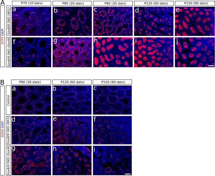 Figure 1—figure supplement 1.