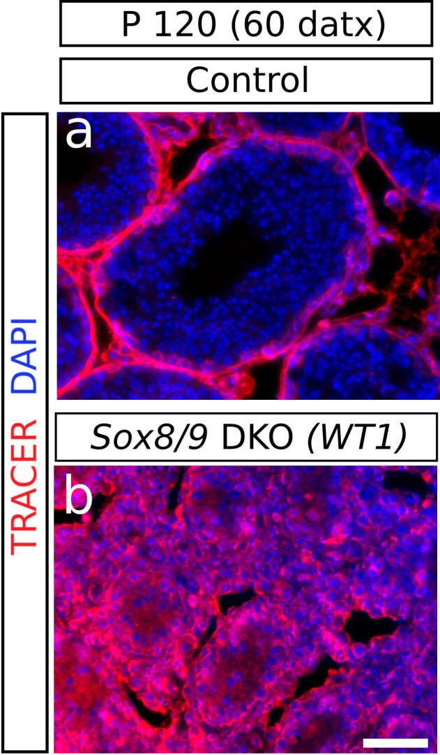 Figure 1—figure supplement 6.