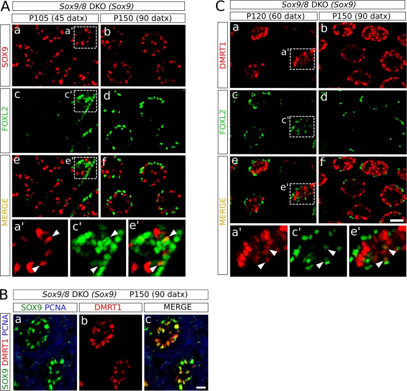 Figure 4—figure supplement 1.